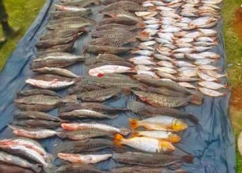 Batalhão Ambiental aplica R$ 317 milhões em multas de crimes contra a natureza em 2022