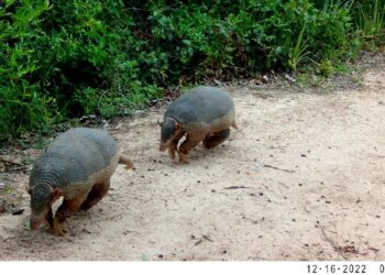 Ameaçados de extinção, tatus-canastra são flagrados por câmera de monitoramento da Sema-MT