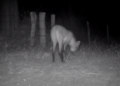 Câmeras de monitoramento auxiliam Sema a identificar pontos de maior incidência de animais silvestres na Transpantaneira