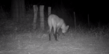 Câmeras de monitoramento auxiliam Sema a identificar pontos de maior incidência de animais silvestres na Transpantaneira