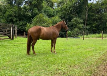 Exame de mormo para transporte de equinos deixa de ser obrigatório em Mato Grosso