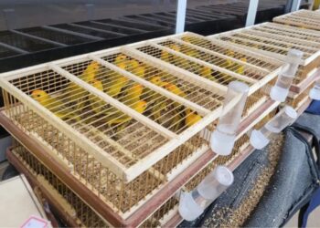 Mais de 300 canários silvestres são abatidos após serem apreendidos em gaiolas na BR-163