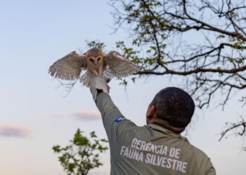 Sema-MT devolve 8 animais silvestres para seu habitat natural