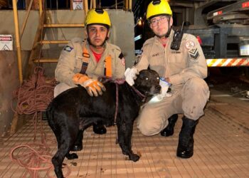Corpo de Bombeiros Militar resgata cadela que caiu em fosso de 8 metros de profundidade
