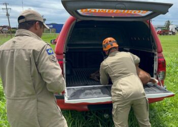 Animais silvestres ameaçados de extinção são resgatados pelo Corpo de Bombeiros Militar
