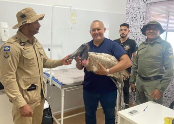 Tuiuiú resgatado com ferimento de bala pela Sema é devolvido à natureza após cuidados veterinários