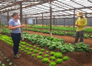 Horta em unidade prisional auxilia na ressocialização e complementa refeição de entidades filantrópicas