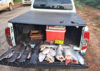 Fiscalização apreende 30 quilos de pescado durante patrulhamento em Sinop