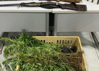 Polícia Militar prende dupla, apreende armas, munições e diversos pés de maconha escondidos em caixas
