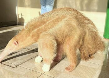 Tamanduá-bandeira é resgatado e encaminhado para tratamento após cair em lagoa de decantação