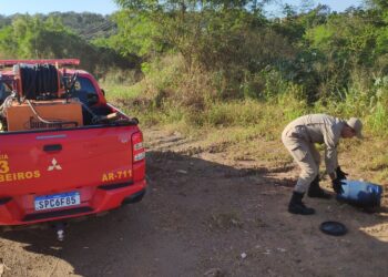 Bombeiros capturam jiboia encontrada em quintal de residência