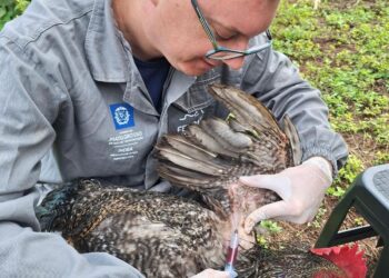 Indea vistoria mais de 16 milhões de aves em trabalho de monitoramento contra gripe aviária