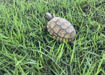 Gavião carijó, macaco prego, jabuti e cuica são soltos em Sorriso com apoio da Sema