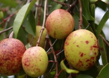 Pesquisadores desenvolvem gel com casca de fruto do cerrado como agente antiobesidade e antidiabetes