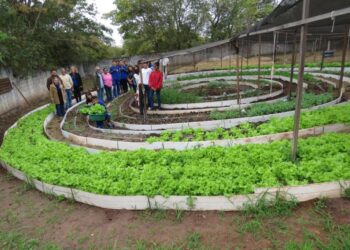 Produção em horta escolar conta com a participação de 120 estudantes de escola estadual