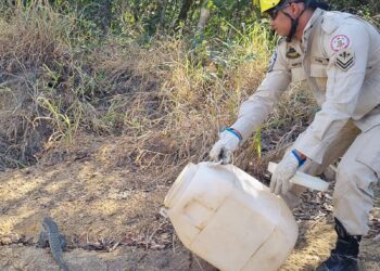 Bombeiros resgatam lagarto Teiú que estava em calçada de residência