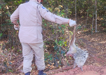 Bombeiros resgatam ouriço em pé de mamoeiro em residência de Primavera do Leste