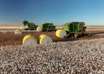 Com aumento de 13%, produção de pluma de algodão em MT impulsiona exportação nacional