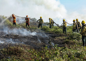 Corpo de Bombeiros combate 48 incêndios florestais no Estado nesta quarta-feira (11)