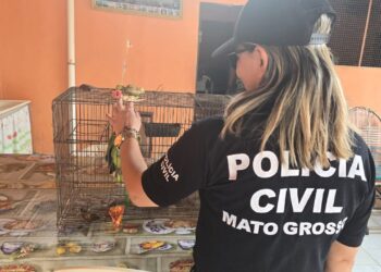 Polícia Civil deflagra nova fase da Operação Sansão para apurar denúncias de maus-tratos a animais
