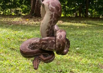 Sema orienta população sobre como agir ao encontrar animais silvestres em áreas urbanas