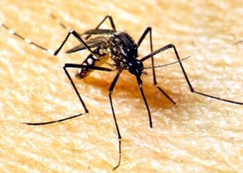 SES alerta a população para combater o Aedes aegypti no período de chuvas