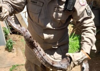 Bombeiros resgatam jiboia no Distrito Industrial de Primavera do Leste