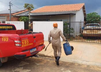Corpo de Bombeiros realiza captura de duas cobras em área urbana de Primavera do Leste