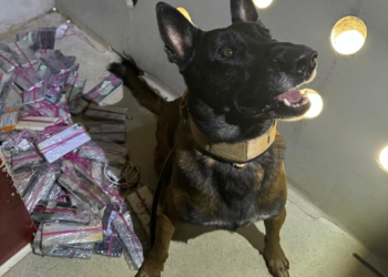 Operação integrada apreende 141 porções de entorpecentes e 124 celulares na Penitenciária de Rondonópolis