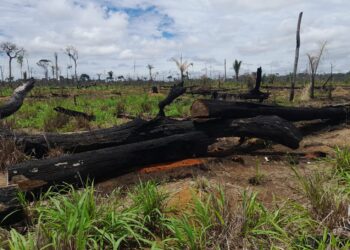 Forças de segurança fiscalizam fazendas no noroeste de MT e aplicam cerca de R$ 24,2 milhões em multas