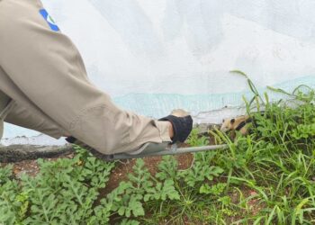 Bombeiros militares capturam tamanduá-mirim em Campo Verde