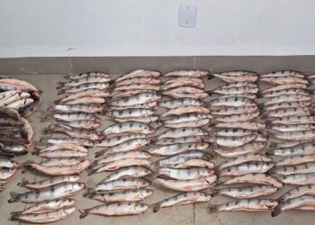 PM apreende 152 unidades de pescado irregular e prende homem por crime ambiental