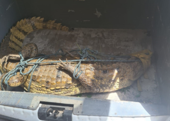 Jacaré de 2 metros é resgatado dentro do campus do Ifap em Macapá; é o 2º animal em 17 dias