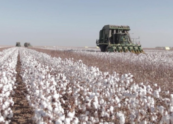 Imea projeta boa safra de algodão e MT deve manter liderança