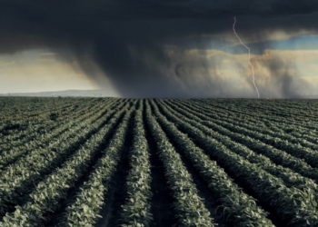 Plantio nem bem terminou, mas a colheita já preocupa os produtores