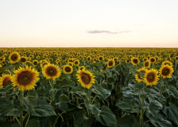 Aos 80 anos, veganismo enfrenta polarização entre direita e esquerda