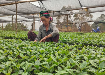 Em Dia Internacional, ONU valoriza papel das mulheres rurais na construção de futuro coletivo