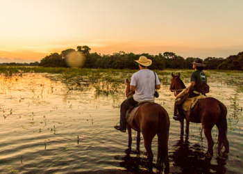 Pantanal sul-mato-grossense pode se tornar patrimônio nacional. Veja como afeta o agronegócio