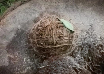 As bombas que matam centenas de crianças na Índia: 'Pensamos que era uma bola'