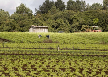 Nova lei regulamenta produção e comércio de bioinsumos no país