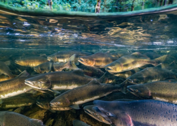 Produção atingiu 223 milhões de toneladas, avaliadas em R$ 2,91 trilhões
