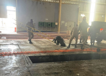 Bombeiros resgatam tamanduá-bandeira de local de risco em Cuiabá