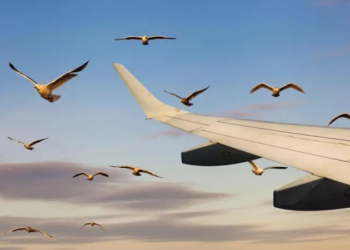 Qual o risco de choque com pássaros causar acidente aéreo?