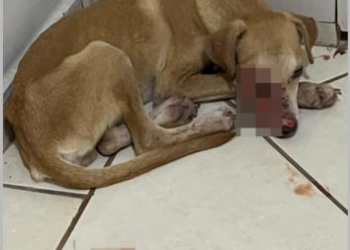 Cachorro é resgatado com larvas no rosto em Cuiabá e precisa de ajuda para tratamento