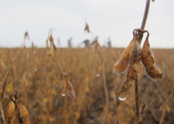 Chuvas intensas comprometem a colheita da soja e geram prejuízos para produtores em MT