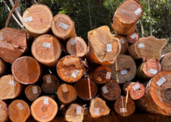 Decreto atualiza regras para transporte de produtos florestais em Mato Grosso