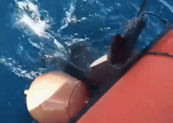 Bebê golfinho preso em boia no mar da Itália é libertado por agentes da Guarda Costeira; VÍDEO