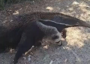 Batalhão Ambiental resgata tamanduá-bandeira encontrado em condomínio
