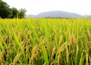 Cepa: mercado abre ano em baixa, mas com expectativa de equilíbrio