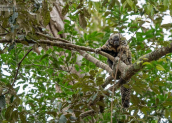 Busca por destinos turísticos em MT cresce até 50% após participação da Sedec e empresários em feiras de turismo